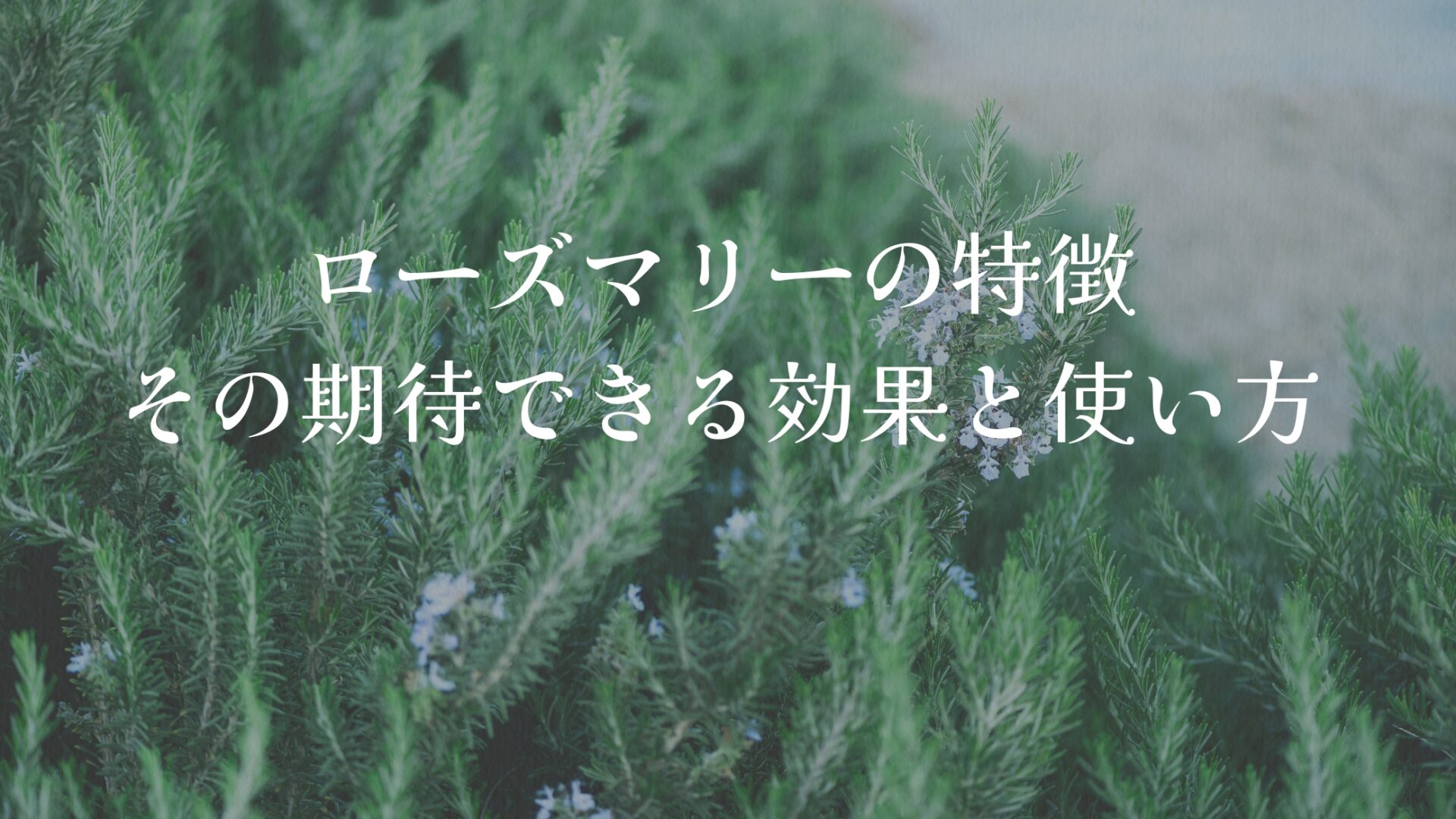ローズマリーの特徴、その期待できる効果と使い方